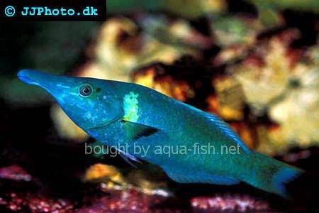 Green Birdmouth Wrasse picture 1