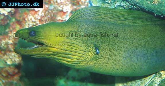 Green Eel picture 6
