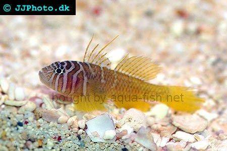 Half-Barred Goby picture