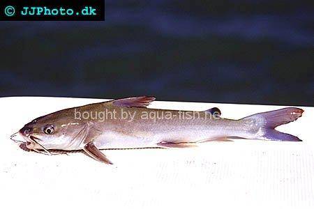 Hardhead Sea Catfish, picture 1