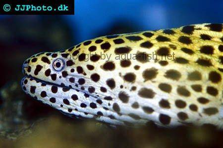 Honeycomb Moray picture no. 2