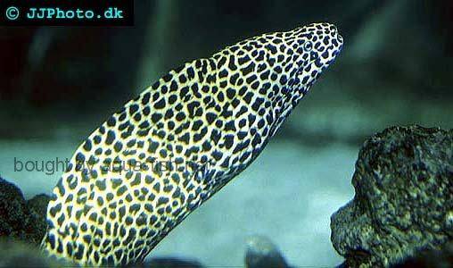 Honeycomb Moray picture no. 3