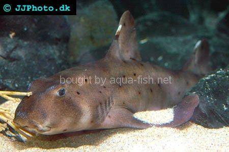 Horn Shark picture no. 4