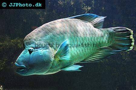 Humphead Wrasse picture 3