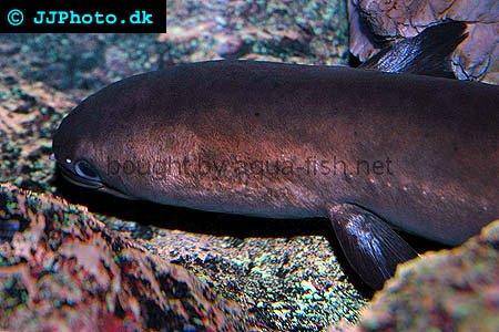 Indonesian Shortfin Eel picture number 1