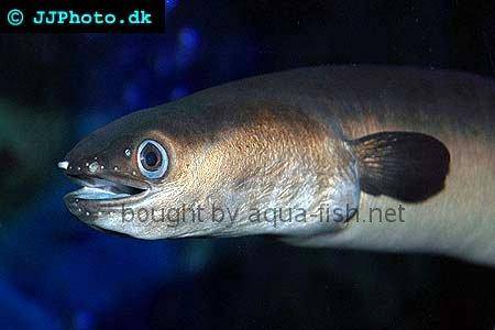 Indonesian Shortfin Eel picture number 3