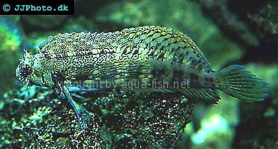 Jewelled Blenny picture 3