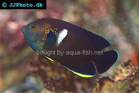Keyhole Angelfish picture 1