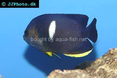 Keyhole Angelfish picture 2