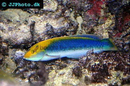 Lighting Wrasse picture no. 1