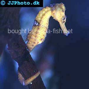 Long-Snouted Seahorse picture
