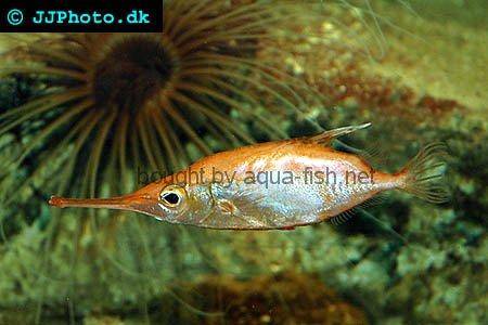 Longspine Snipefish picture no. 1