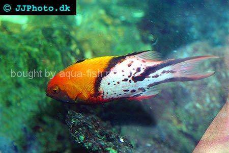 Lyretail Hogfish picture no. 1