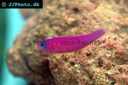 Magenta Dottyback picture 3