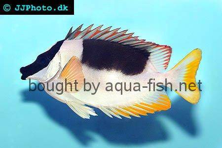Magnificent Rabbitfish picture