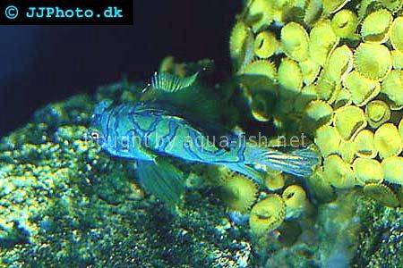 Mandarinfish picture 1