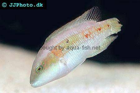 Mental Wrasse picture