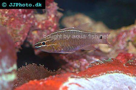 Moluccan Cardinalfish, picture no. 1
