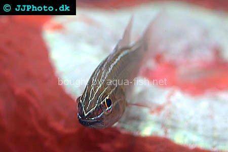 Moluccan Cardinalfish, picture no. 2