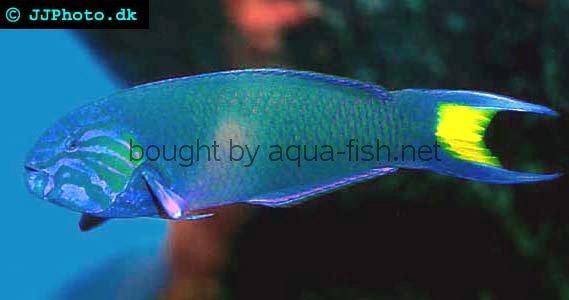 Moon Wrasse picture 1