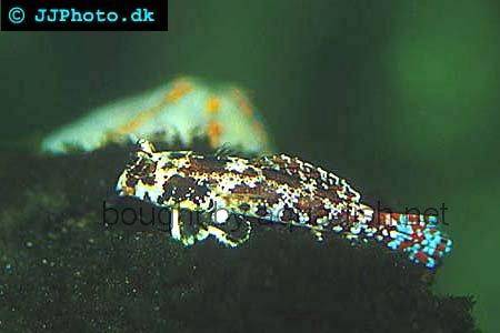 Ocellated Dragonet picture