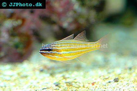 Orange Striped Cardinalfish, picture no. 1