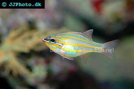 Orange Striped Cardinalfish, picture no. 2