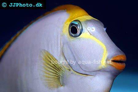Orangespine Unicornfish, picture no. 1