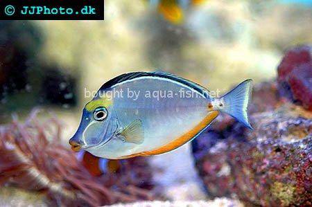 Orangespine Unicornfish, picture no. 5