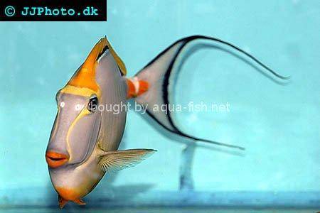 Orangespine Unicornfish, picture no. 6