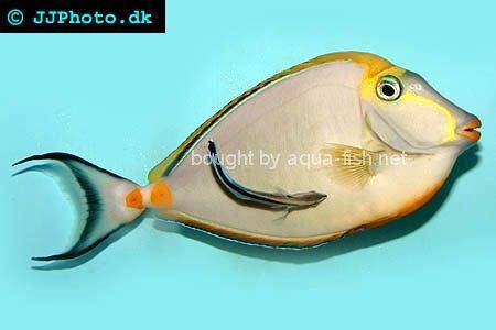 Orangespine Unicornfish, picture no. 7