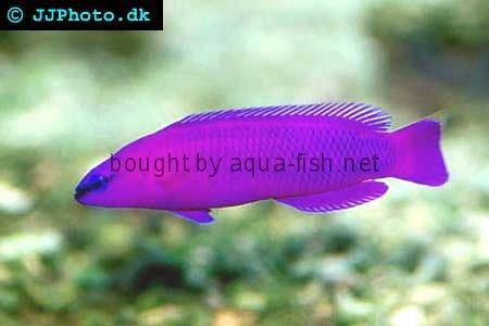 Orchid Dottyback picture 1