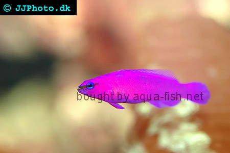 Orchid Dottyback picture 3