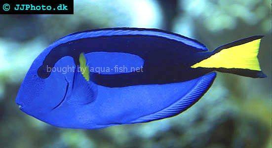 Palette Surgeonfish picture