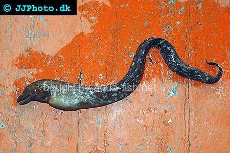 Peppered Moray picture