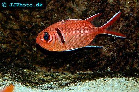 Pinecone Soldierfish picture 1