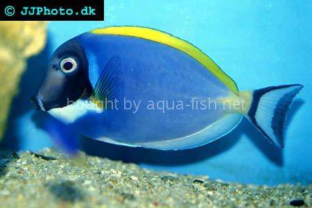 Powder blue tang, picture number 2