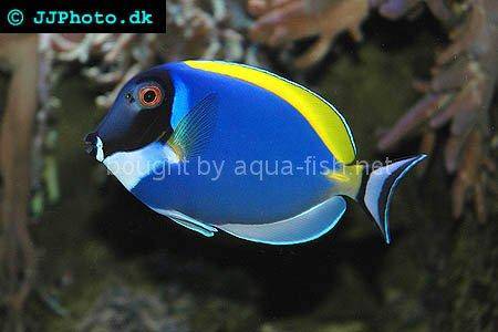 Powder blue tang, picture number 3