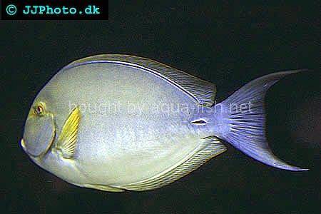 Purple Surgeonfish, picture no. 5