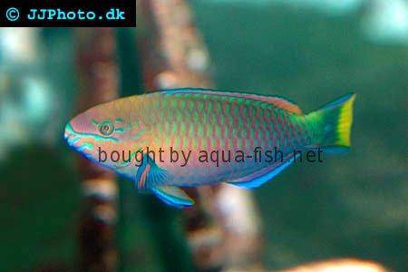 Quoy’s Parrotfish picture
