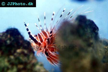 Radial Firefish picture 3