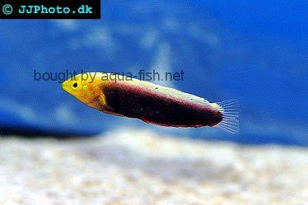 Radiant Wrasse picture