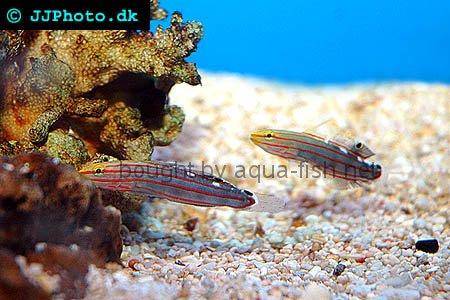Rainford’s Goby picture no. 1