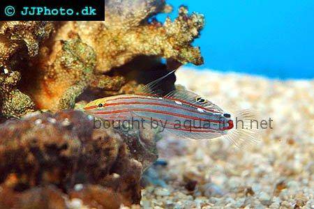 Rainford’s Goby picture no. 2