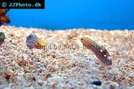 Rainford’s Goby picture no. 3