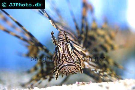 Red Lionfish picture no. 4