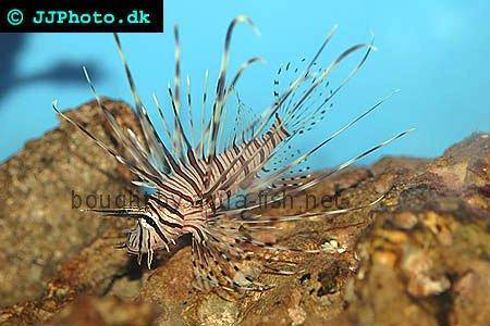 Red Lionfish picture no. 7