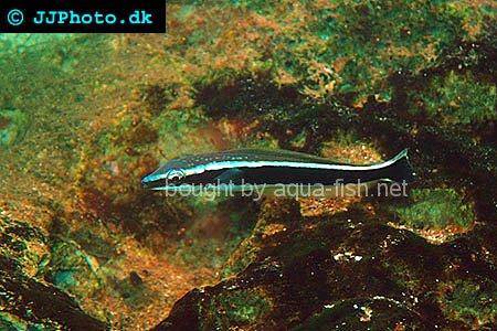 Ring Wrasse picture no. 2
