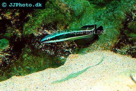 Ring Wrasse picture no. 3