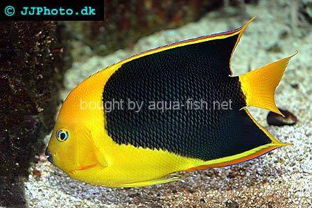 Rock Beauty Angelfish, picture number 5